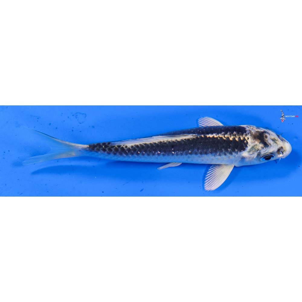 4.5” Imported Gin Matsuba