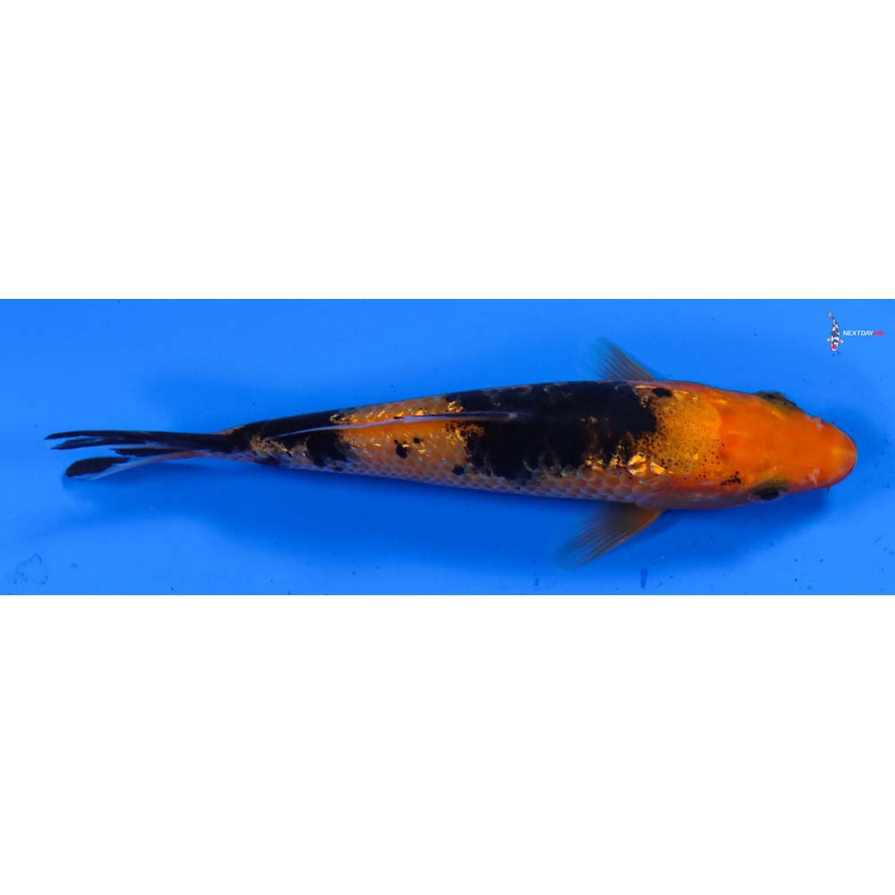 4.5” Imported Gin Rin Aka Bekko