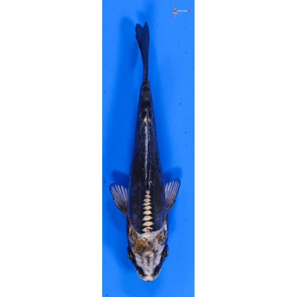 3.5” Imported Kin Kikokuryu