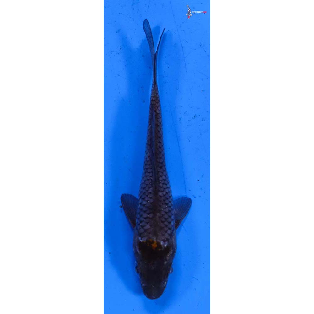 4” Imported Ochiba Shigure