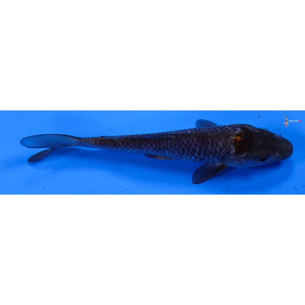 4” Imported Ochiba Shigure