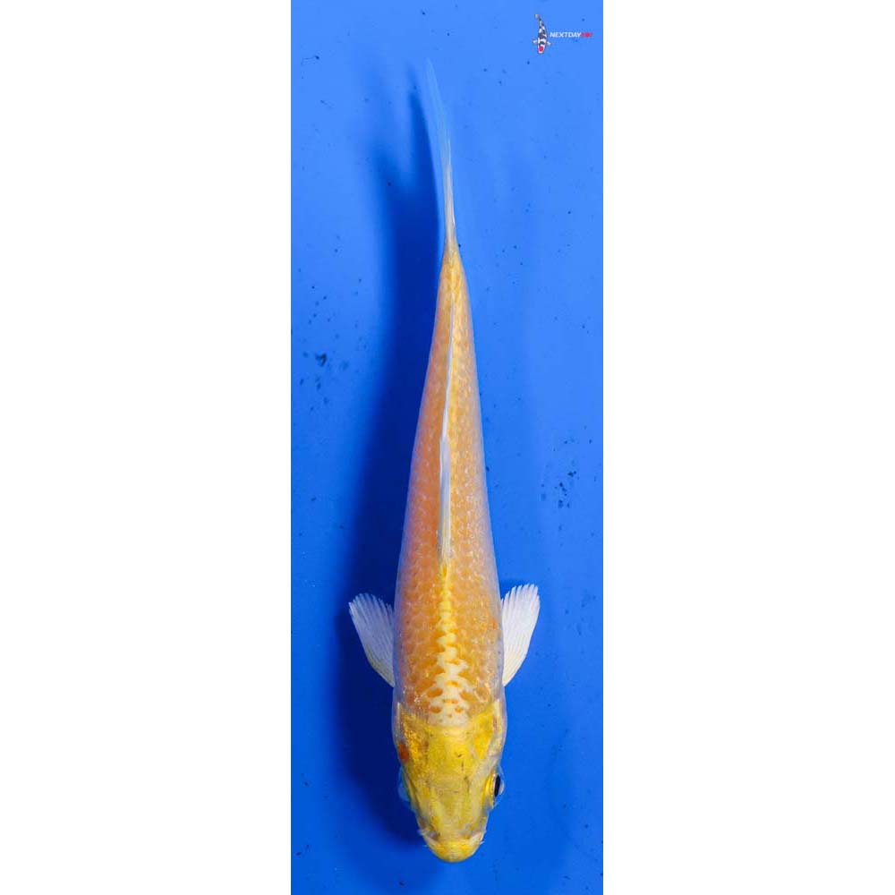 4” Imported Yamabuki Ogon