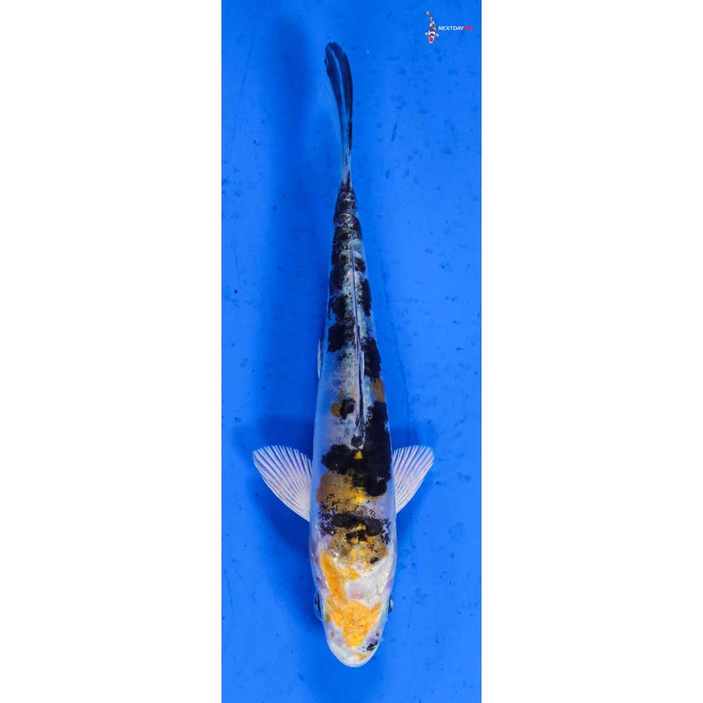 4.5” Imported Heisei Nishiki