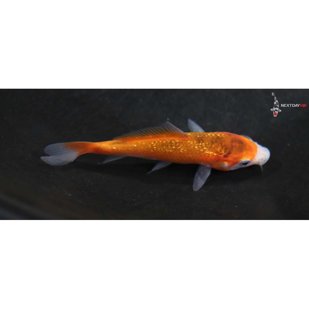 3.5” Imported Gin Rin Goromo