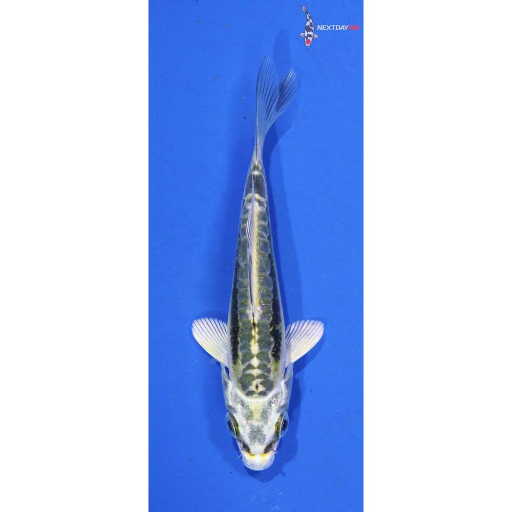3.5” Imported Kin Kikokuryu