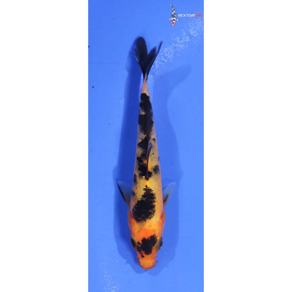 3.5” Imported Aka Bekko