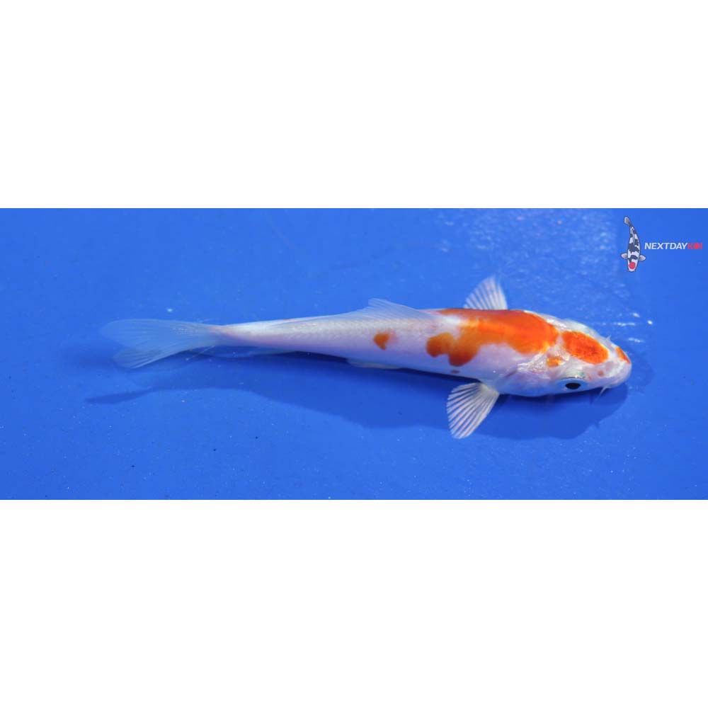 3.5” Imported Hariwake