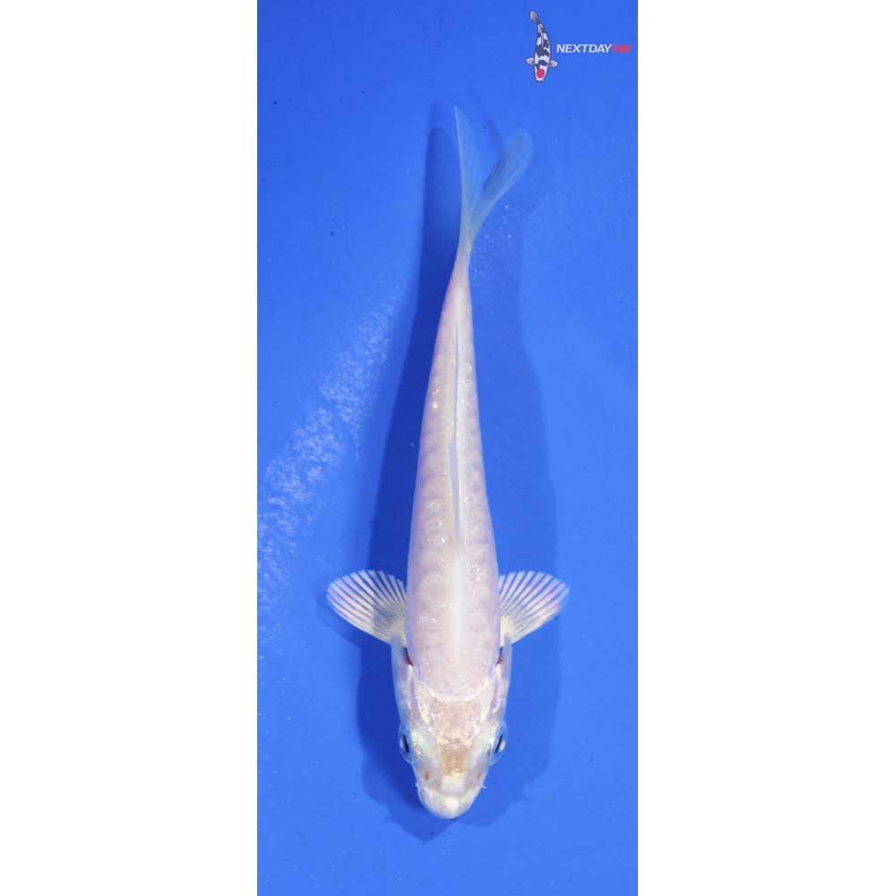 3.5” Imported Doitsu Platinum Ogon