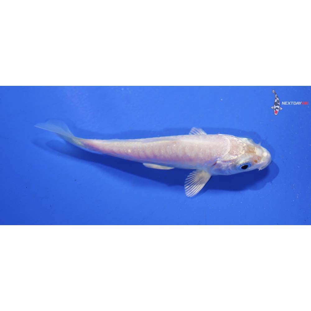 3.5” Imported Doitsu Platinum Ogon