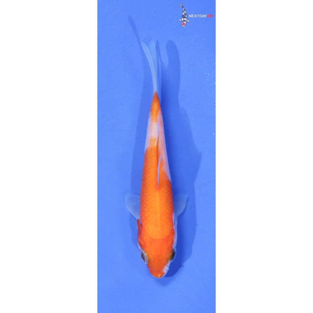 3.5” Imported Kohaku