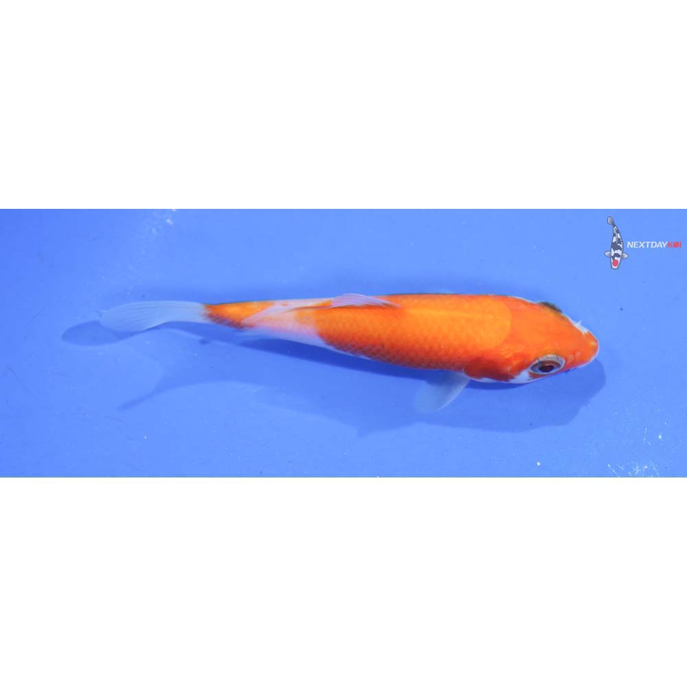 3.5” Imported Kohaku
