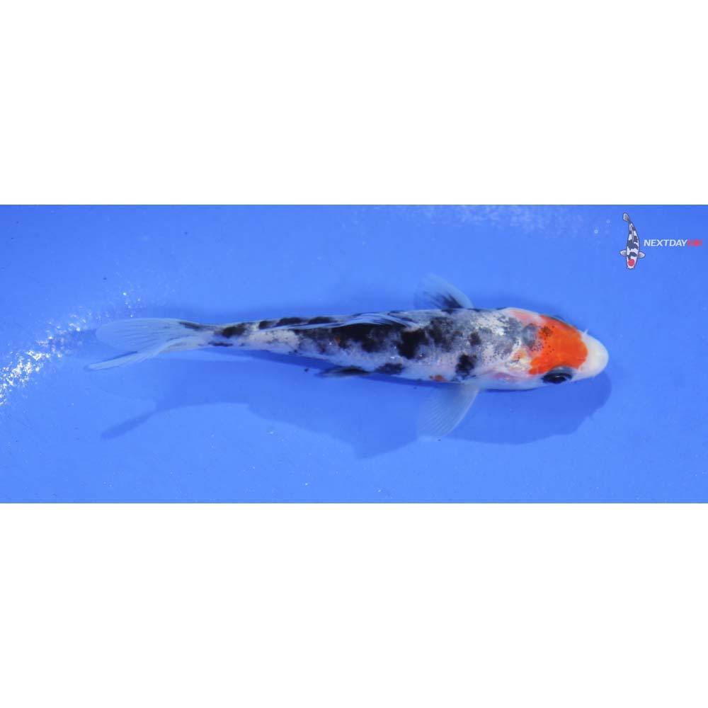 3.5” Imported Sanke