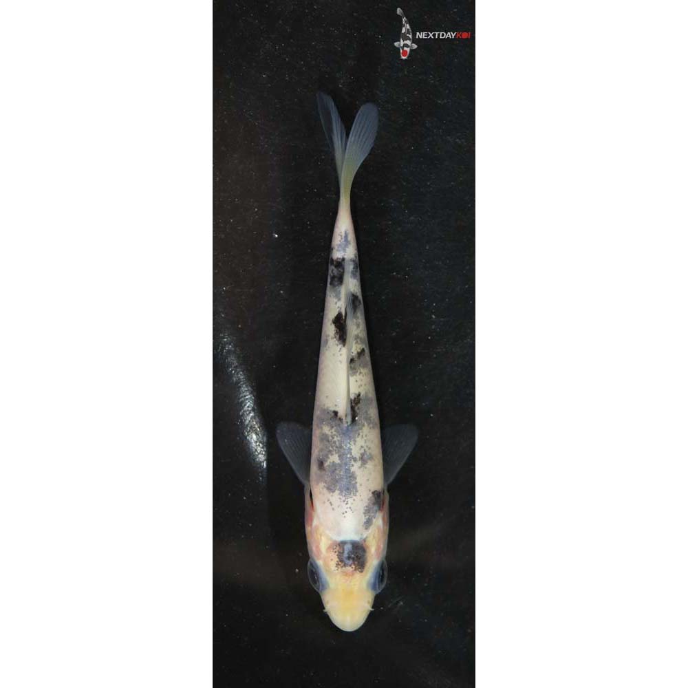 3” Imported Doitsu Shiro Bekko
