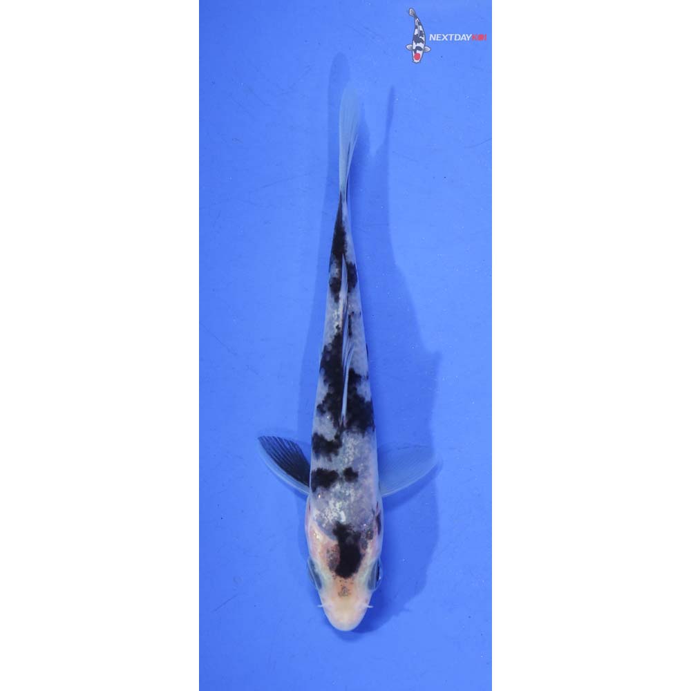 3.5” Imported Shiro Utsuri