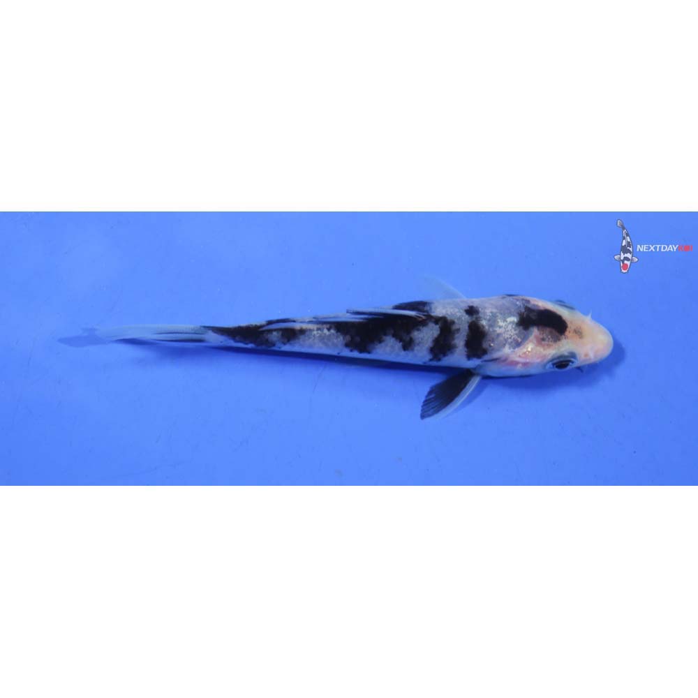 3.5” Imported Shiro Utsuri
