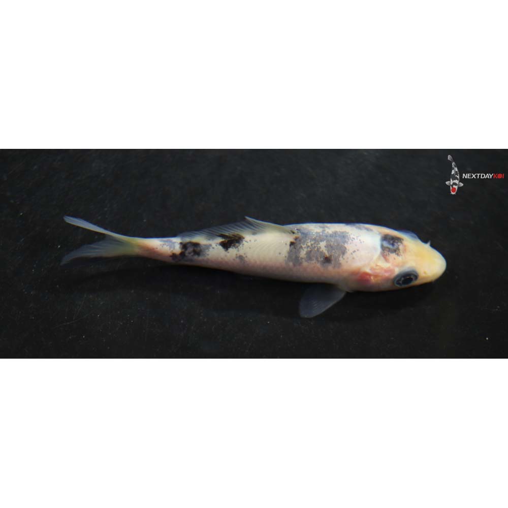 3” Imported Doitsu Shiro Bekko