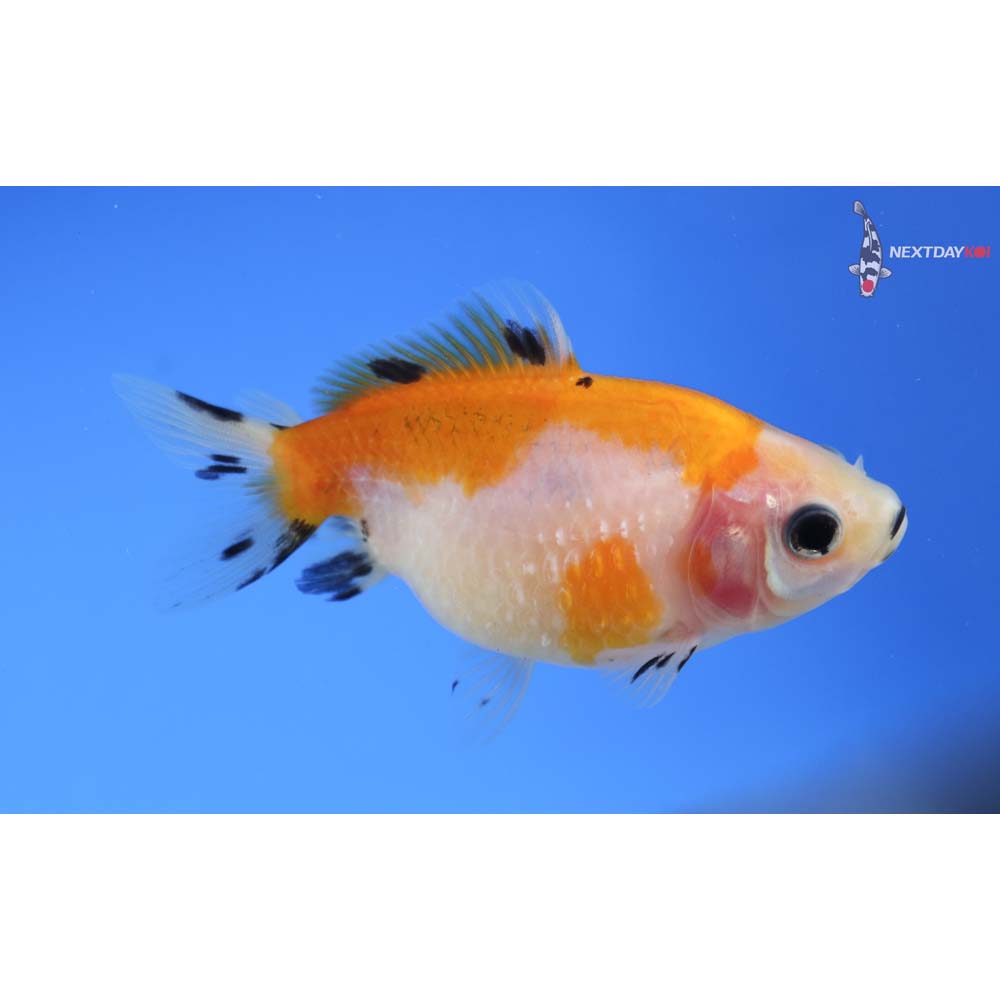 3” Imported Calico Pearlscale