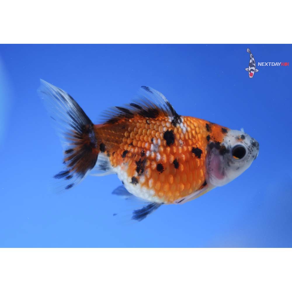 3” Imported Calico Pearlscale