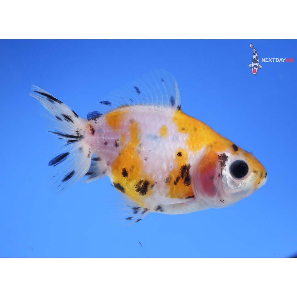3” Imported Calico Pearlscale