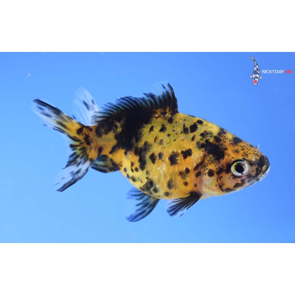 3” Imported Yellow and Black Pearlscale