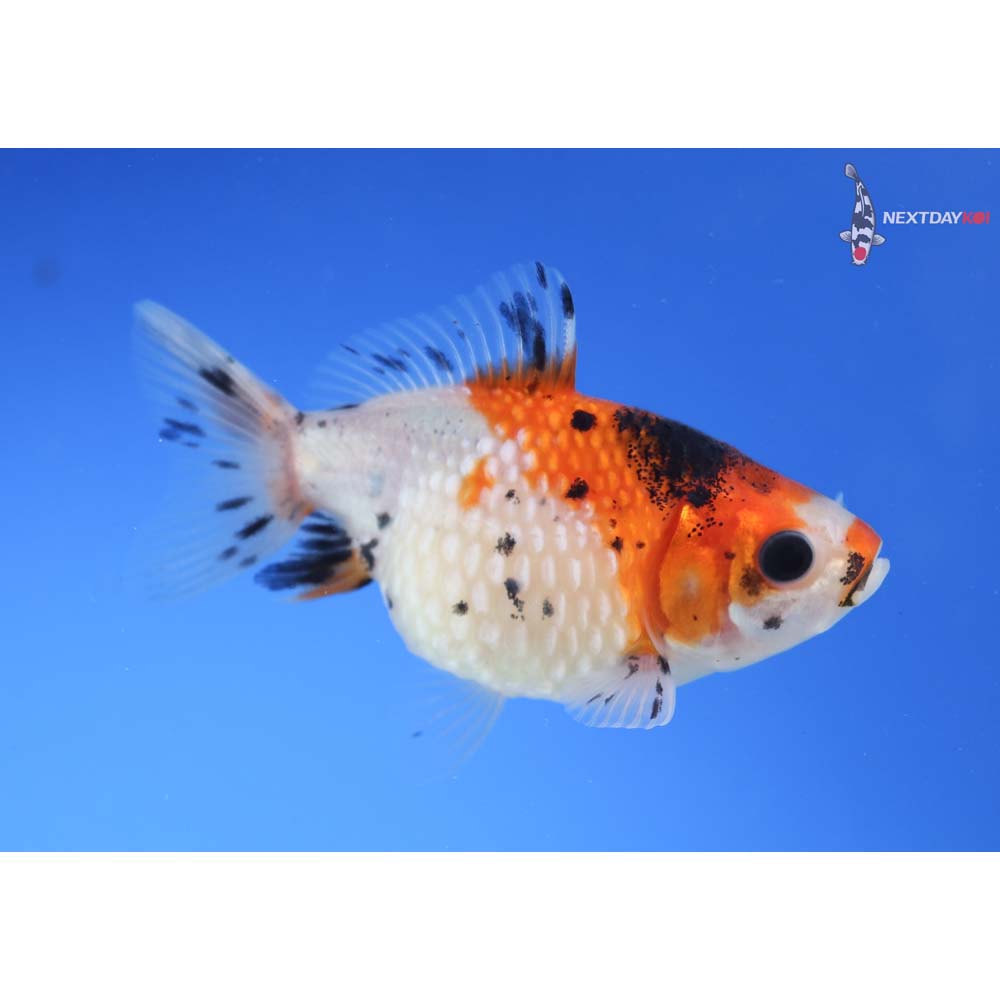 3” Imported Calico Pearlscale