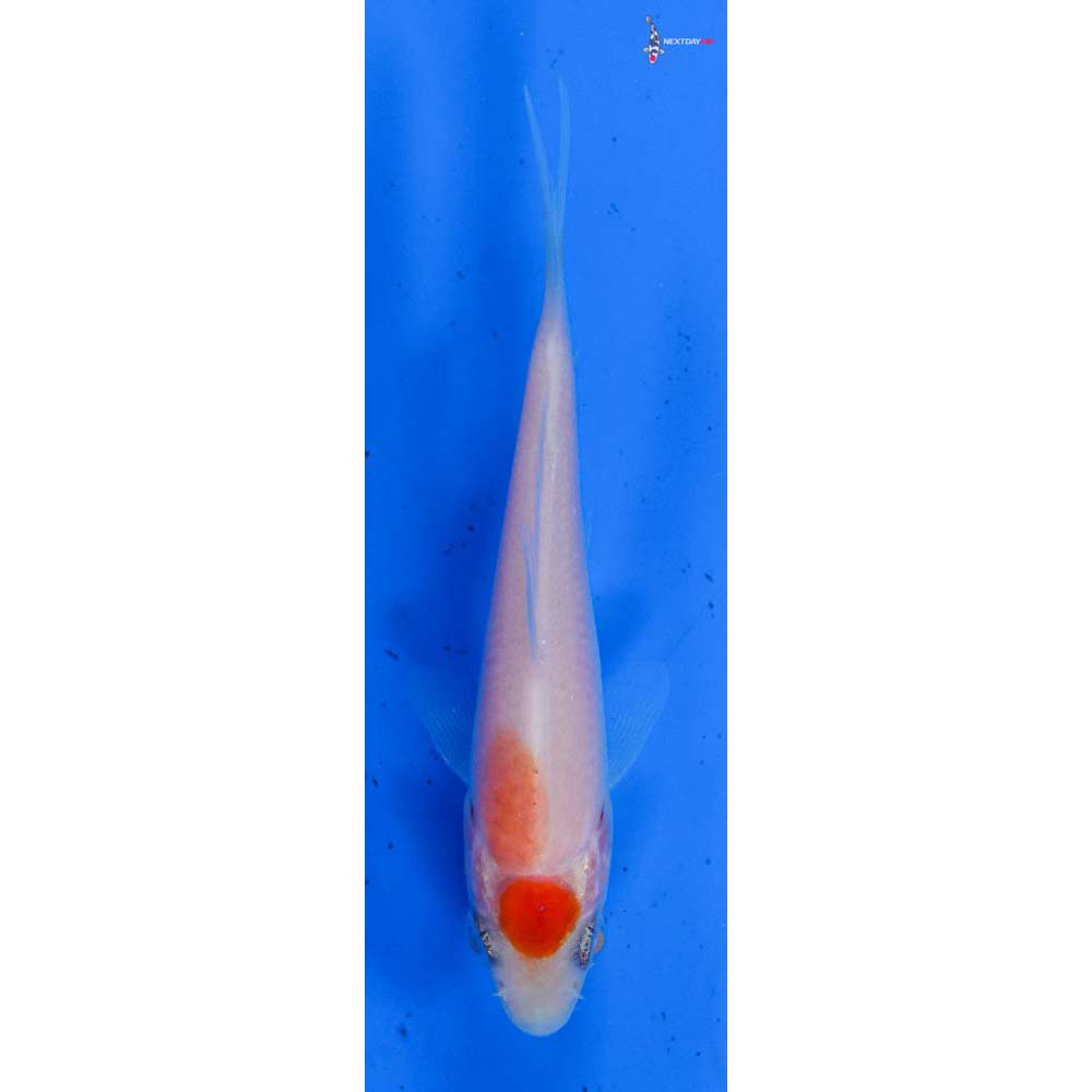 3” Imported Kohaku