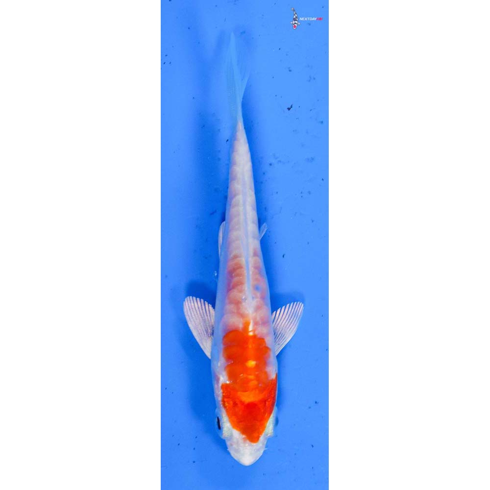 3” Imported Kikusui