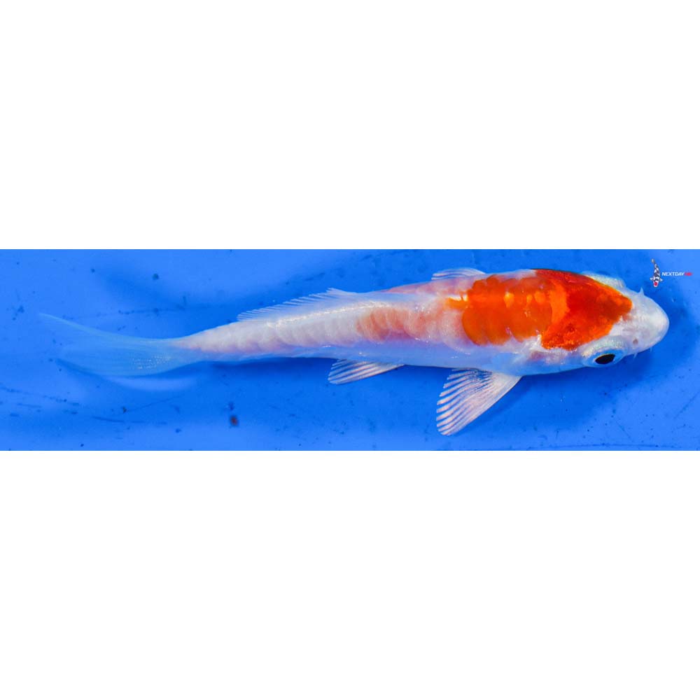 3” Imported Kikusui