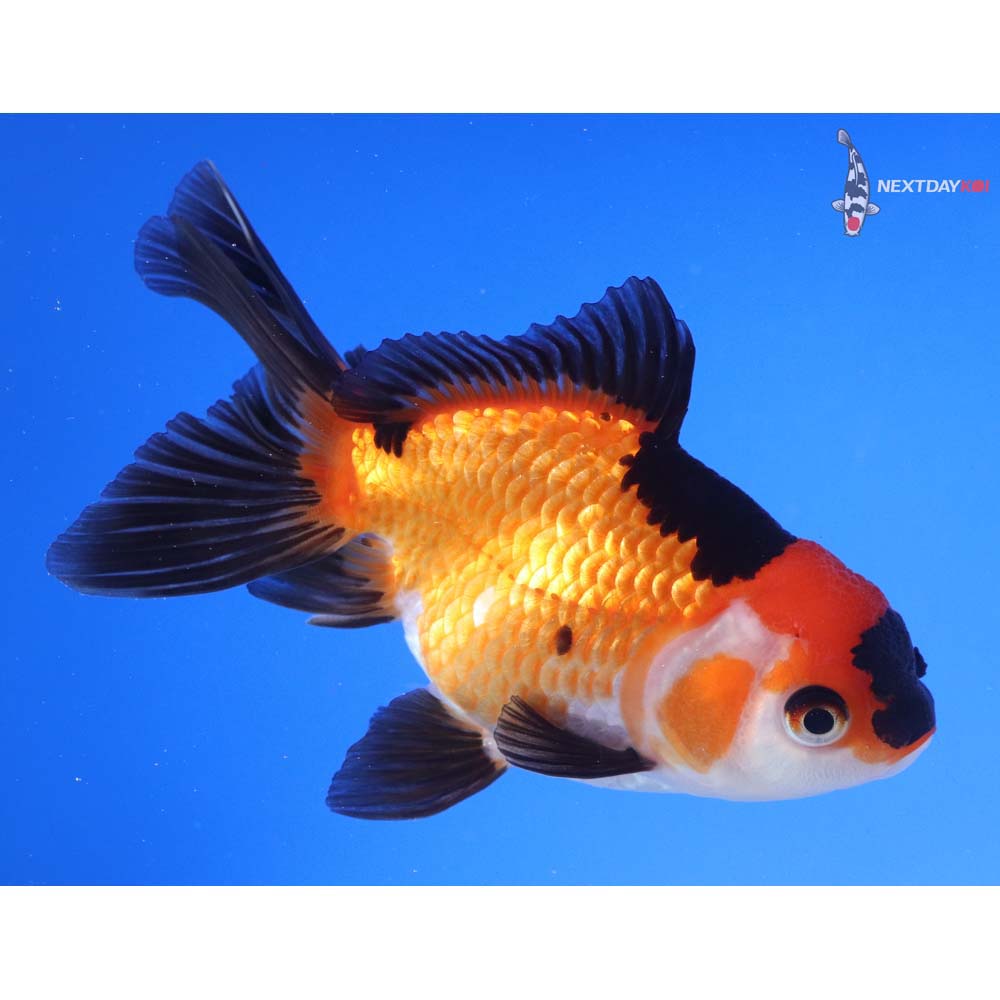 4.5” Imported Tri Color Oranda