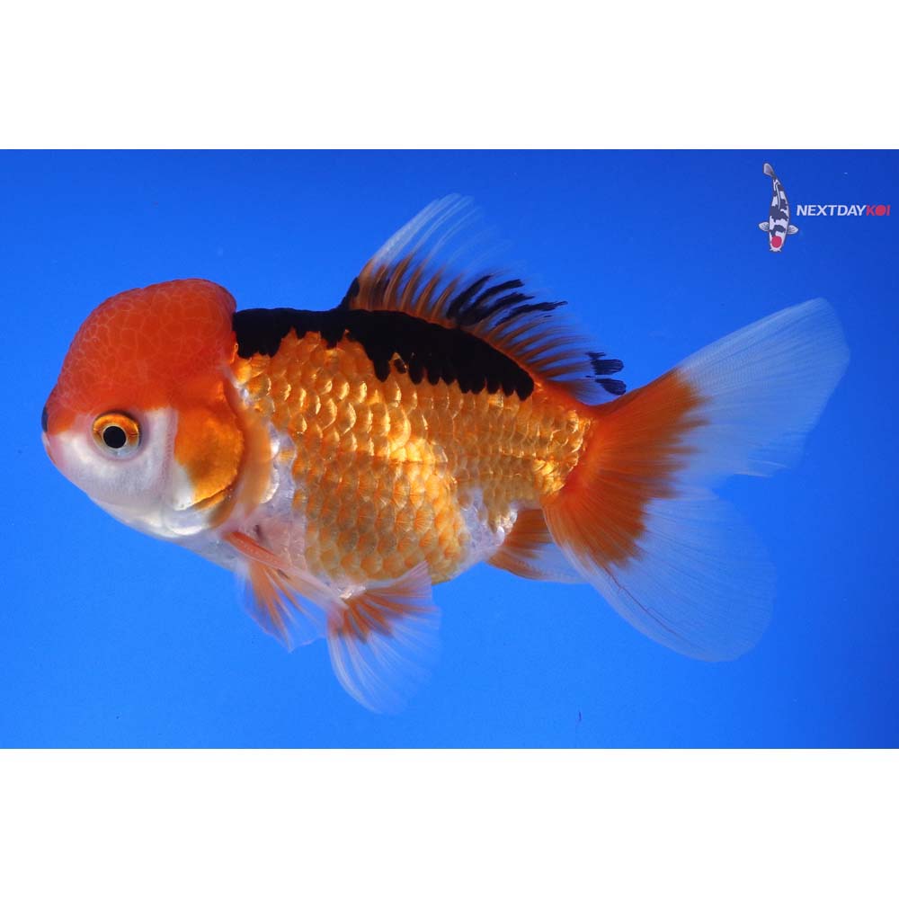 5” Imported Male Tri Color Panda Oranda