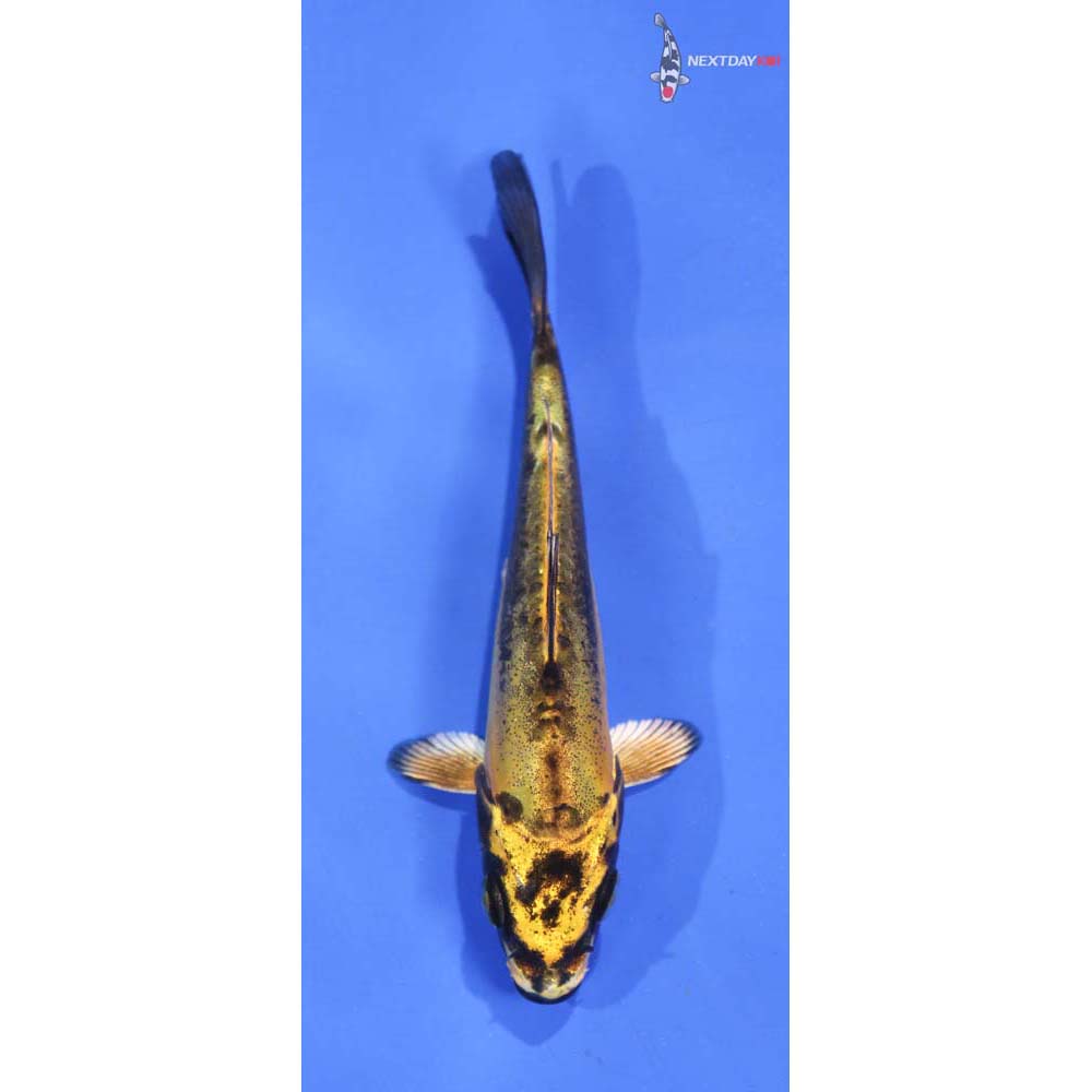 4” Imported Kin Kikokuryu