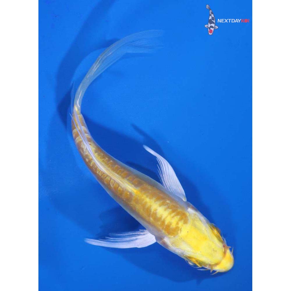 4” Imported Doitsu Lemon Hariwake Butterfly Koi