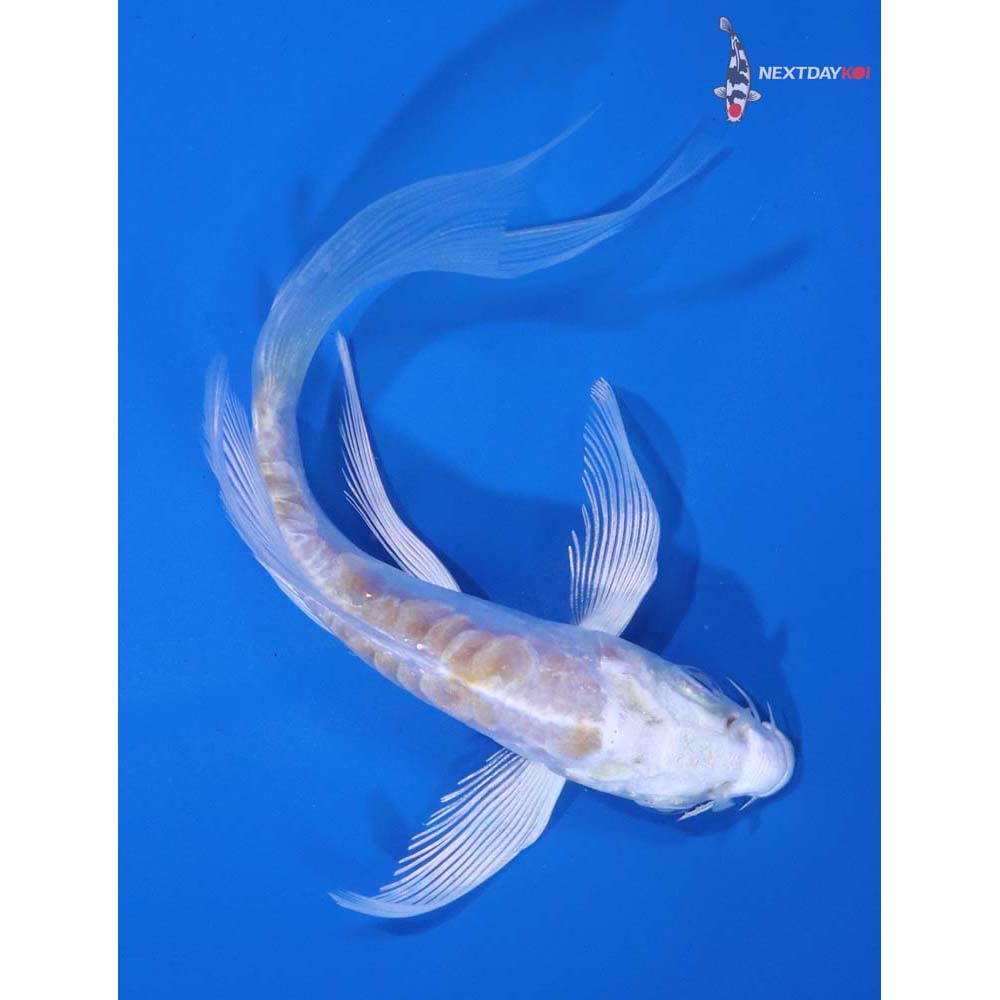4.5” Imported Doitsu Lemon Hariwake Butterfly Koi