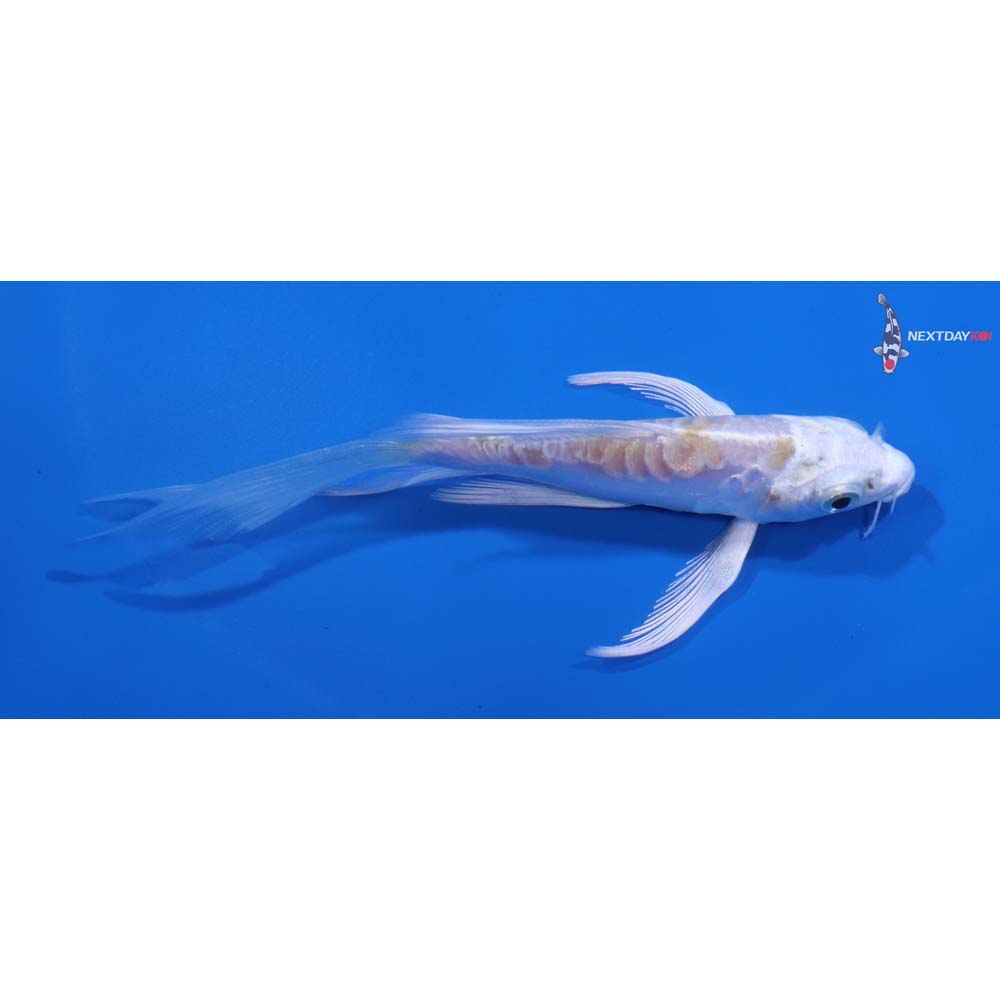 4.5” Imported Doitsu Lemon Hariwake Butterfly Koi