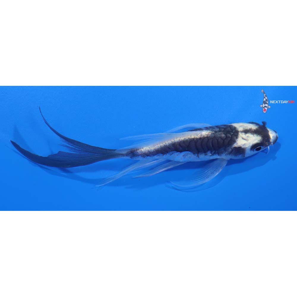 4.5” Imported Armor Scaled Midorigoi Butterfly Koi