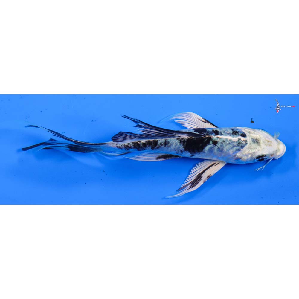 5” Imported Armor Scaled Gin Shiro Bekko Butterfly Koi