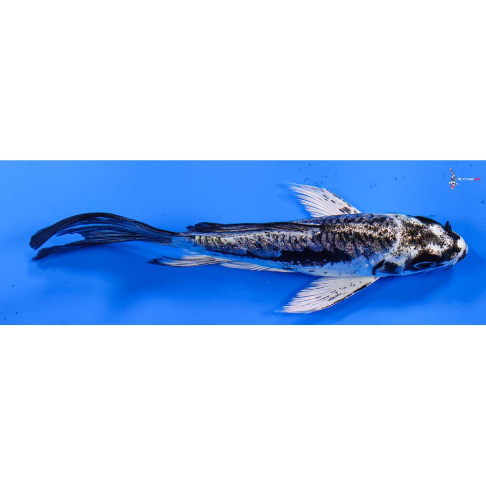 5” Imported Kikokuryu Butterfly Koi