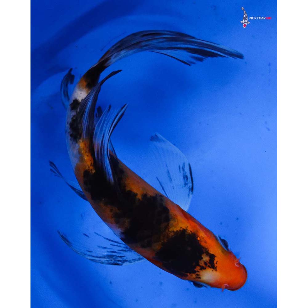 5” Imported Sanke Butterfly Koi