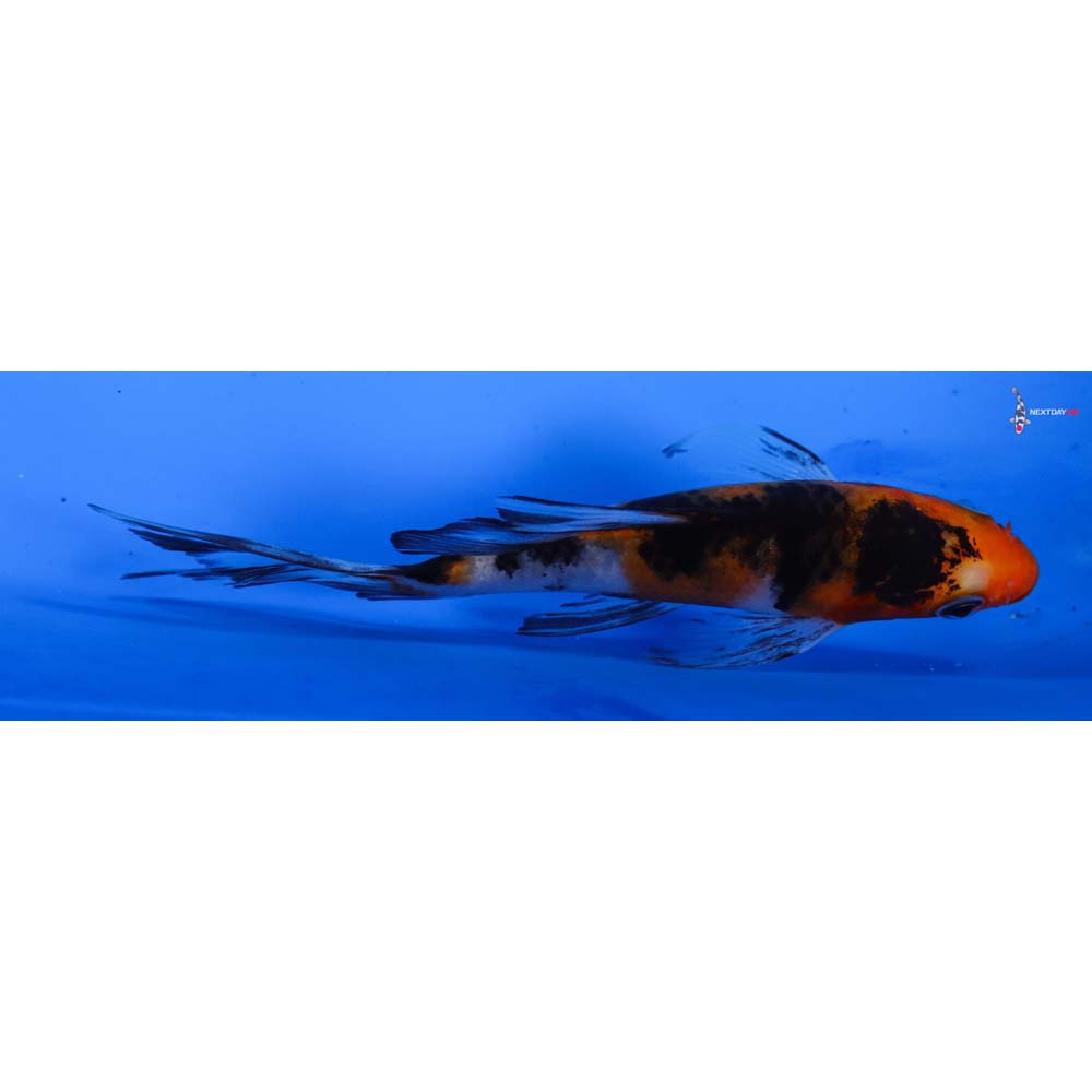 5” Imported Sanke Butterfly Koi