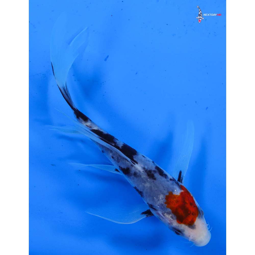 5” Imported Sanke Butterfly Koi