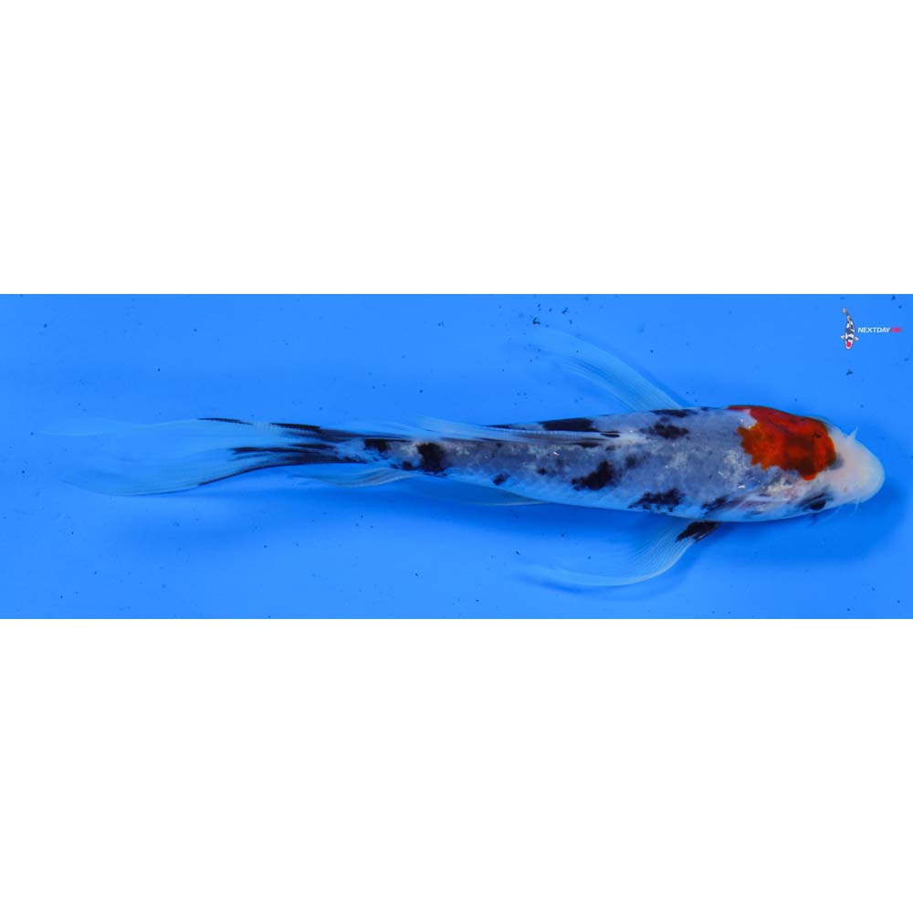 5” Imported Sanke Butterfly Koi