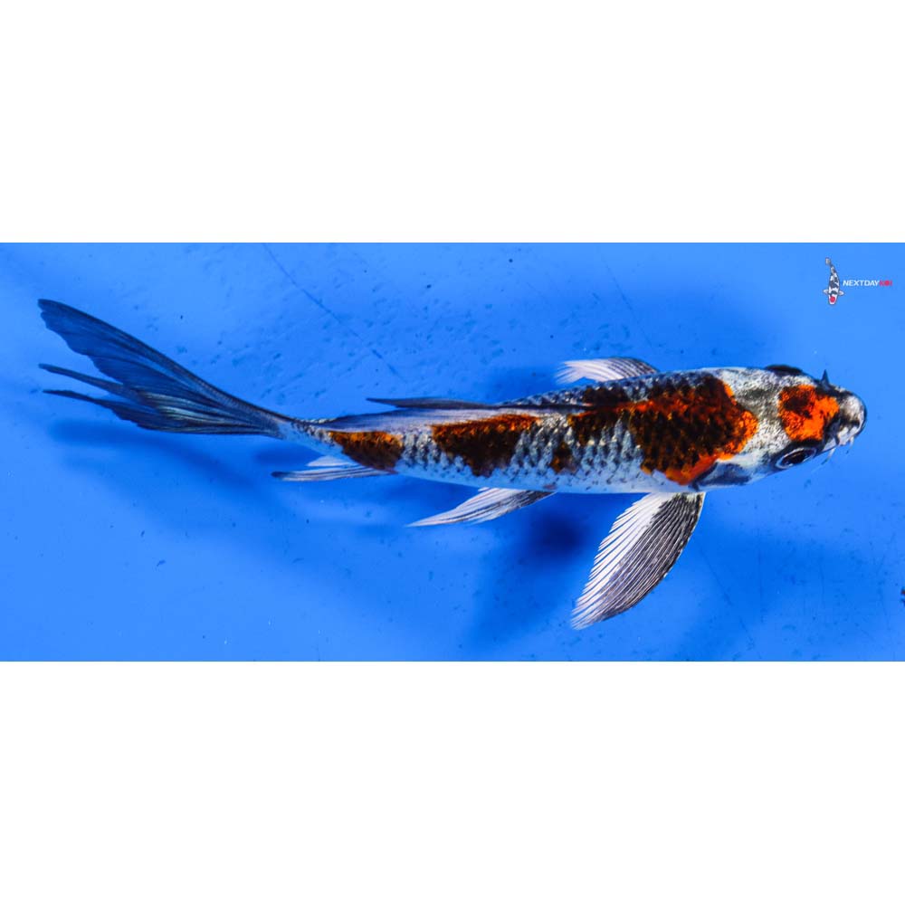5.5” Imported Kujaku Butterfly Koi