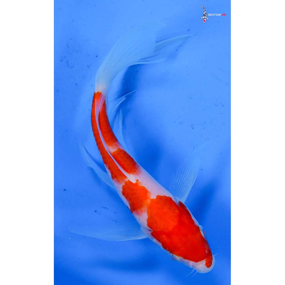 5.5” Imported Kohaku Butterfly Koi
