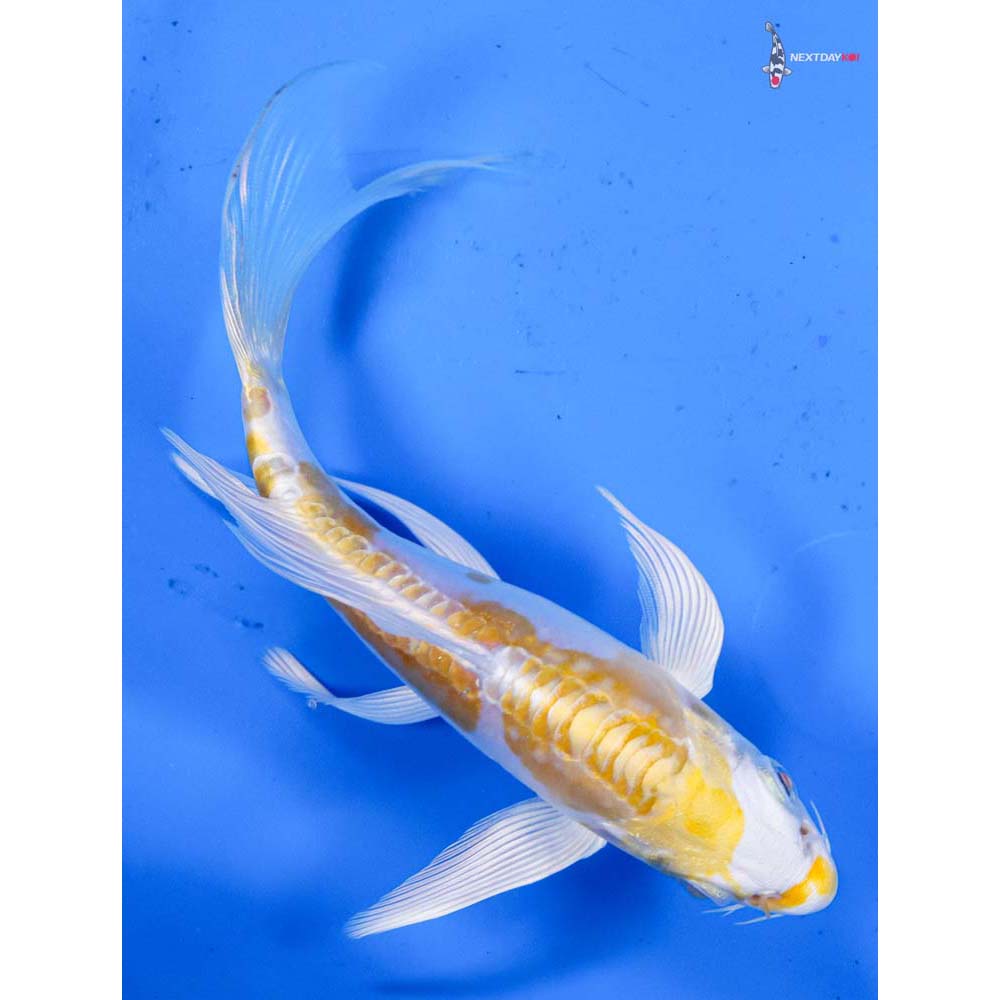 5.5” Imported Doitsu Lemon Hariwake Butterfly Koi