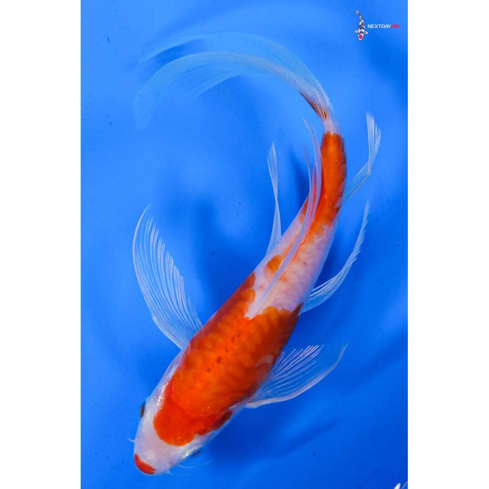 6” Imported Armor Scaled Hariwake Butterfly Koi