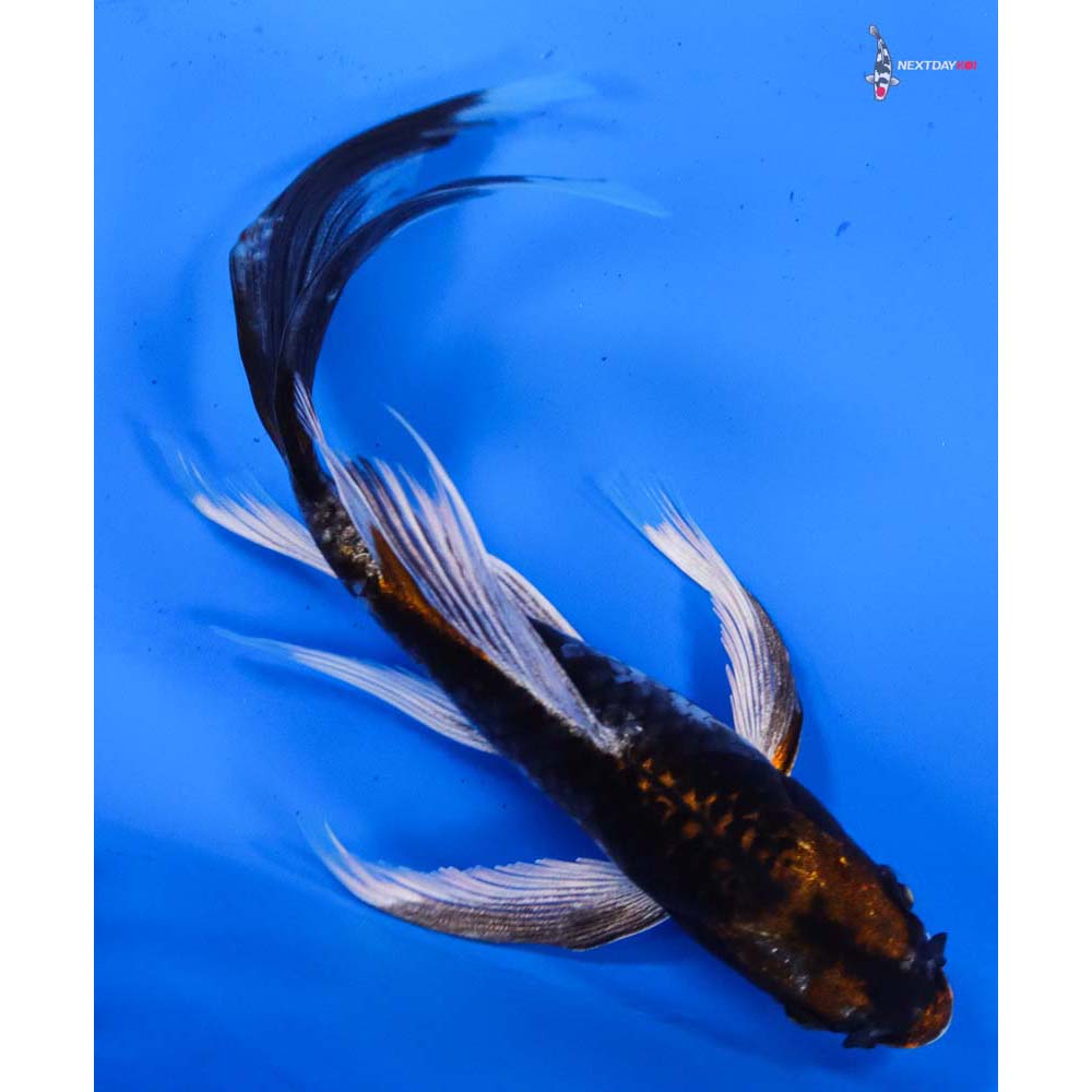6” Imported Kin Kikokuryu Butterfly Koi