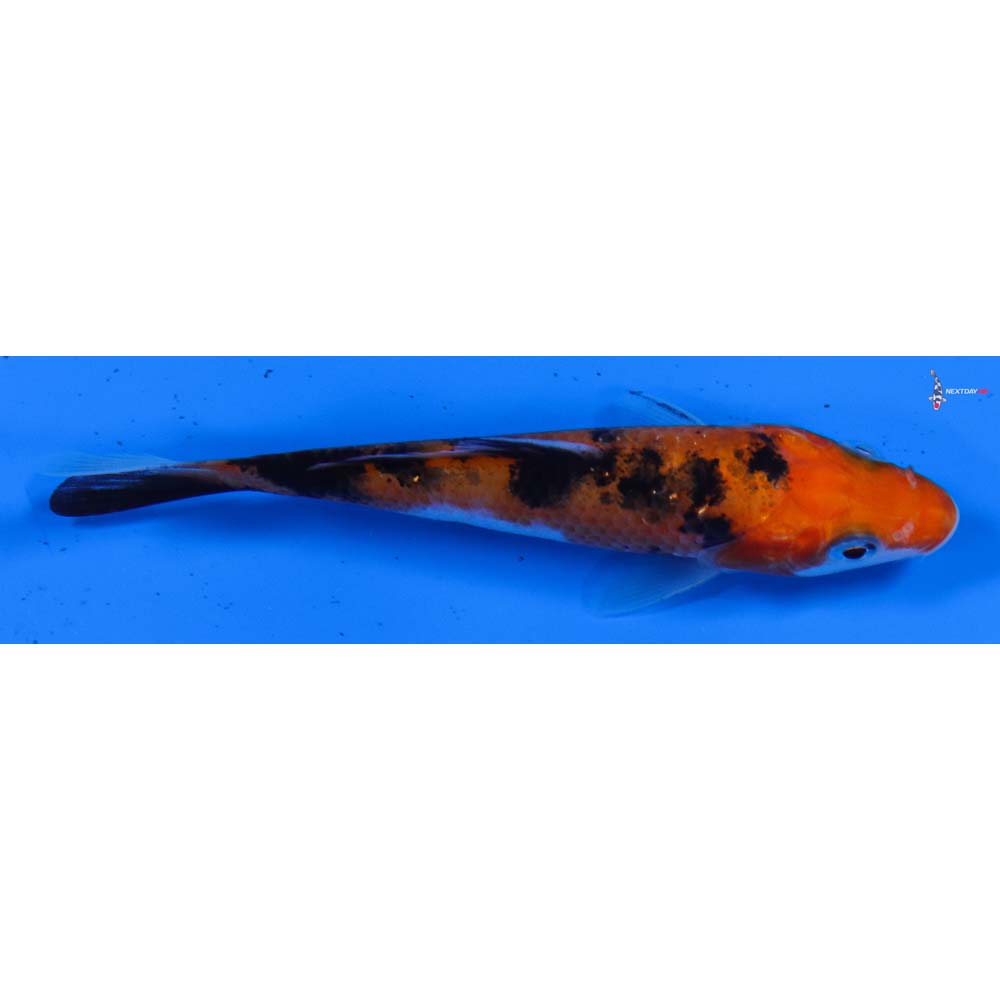 4” Imported Sanke