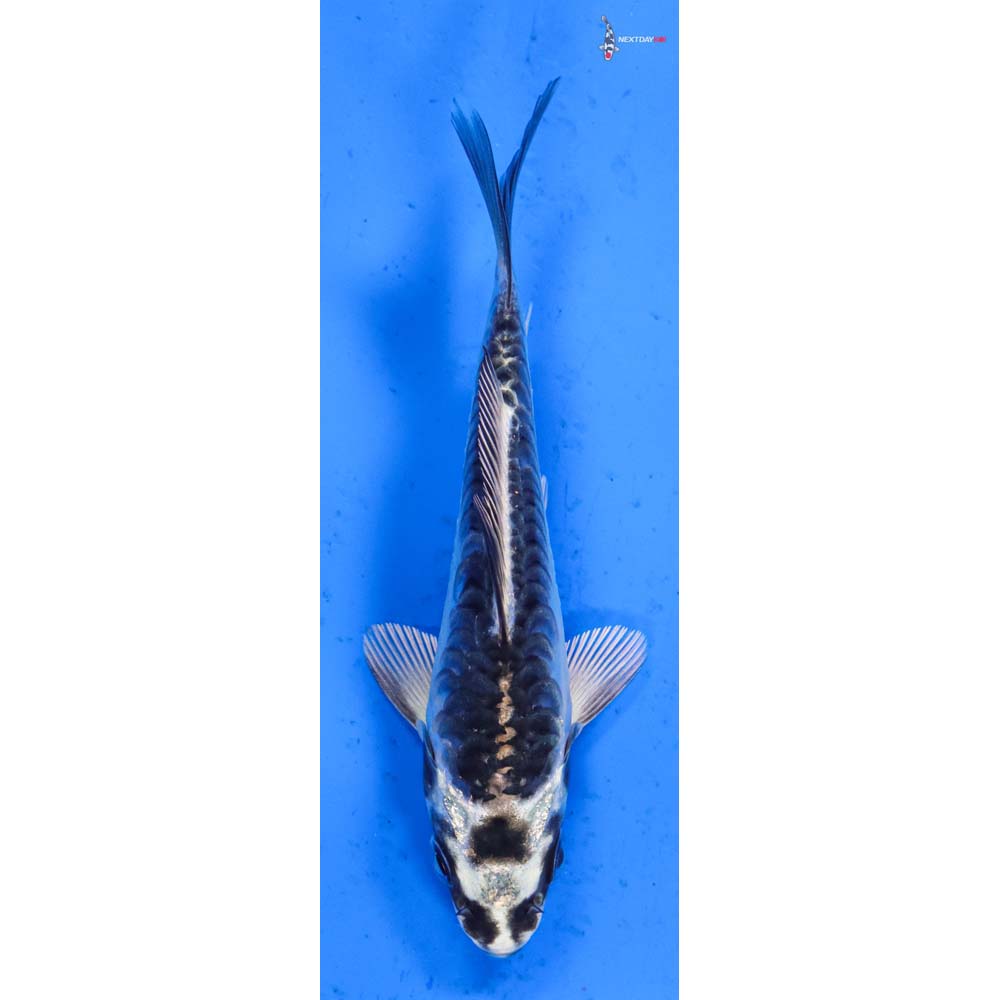4.5” Imported Kikokuryu