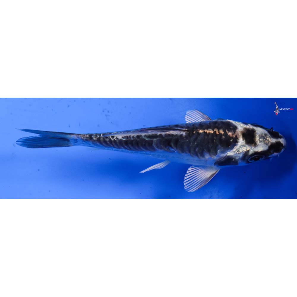 4.5” Imported Kikokuryu
