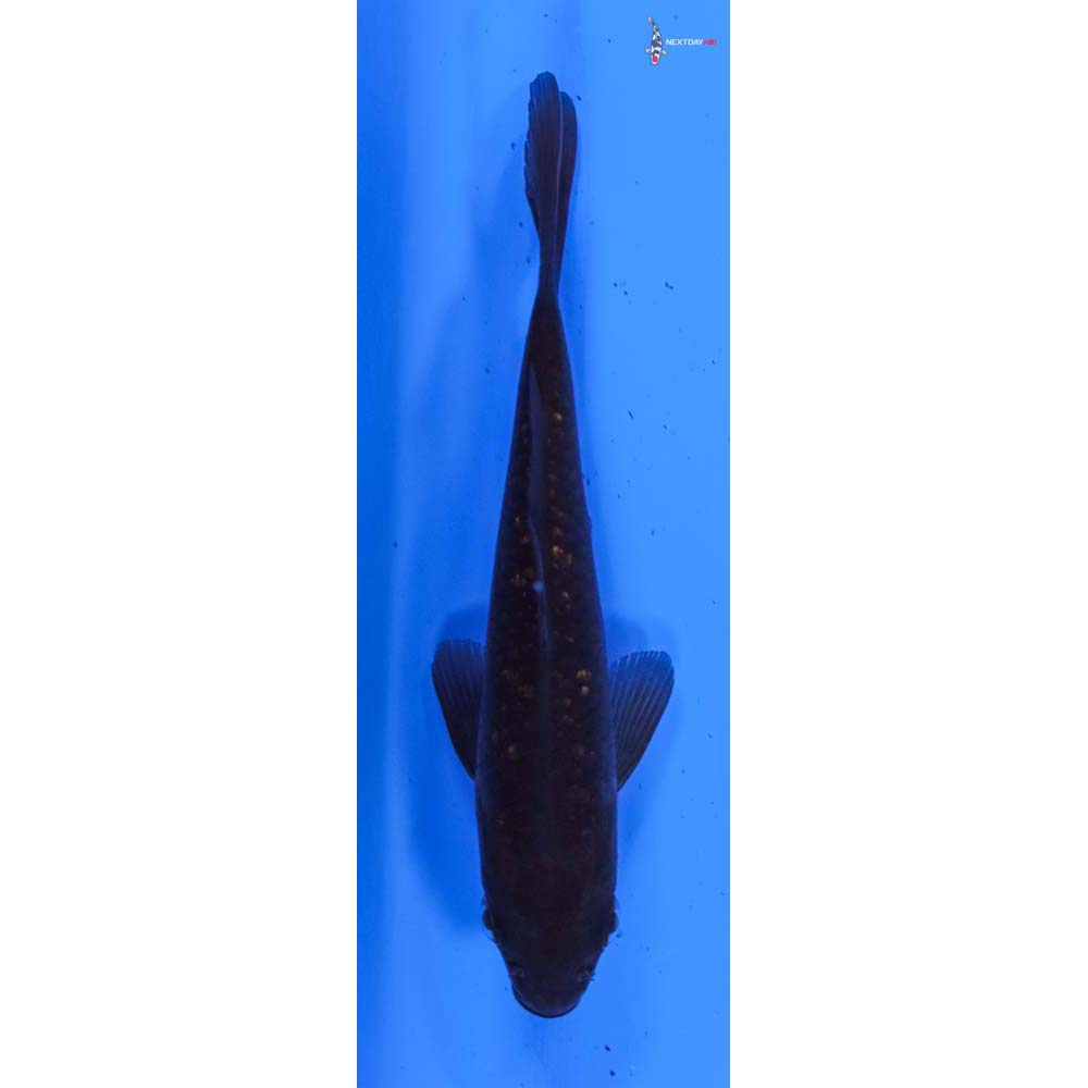 4.5” Imported Gin Rin Chagoi